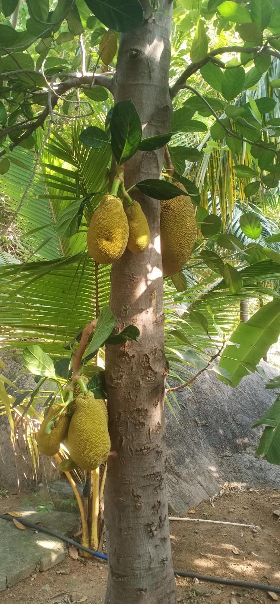 Gopi Plantation Homestay Hampi Εξωτερικό φωτογραφία